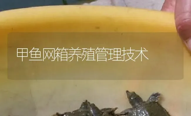 甲鱼网箱养殖管理技术 | 淡水养殖