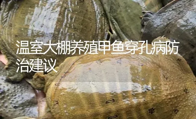 温室大棚养殖甲鱼穿孔病防治建议 | 淡水养殖