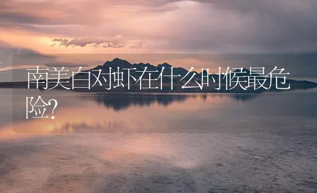 南美白对虾在什么时候最危险？ | 海水养殖