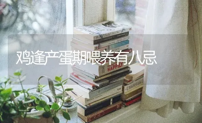 鸡逢产蛋期喂养有八忌 | 家禽养殖