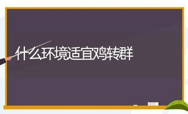 什么环境适宜鸡转群 | 家禽养殖