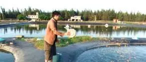软颗粒料在石斑鱼池塘养殖中的应用技术