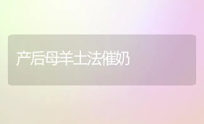 产后母羊土法催奶 | 家畜养殖