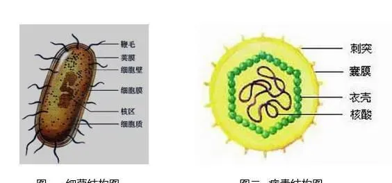 鲫鱼鳃出血病知多少，决定鱼值多少