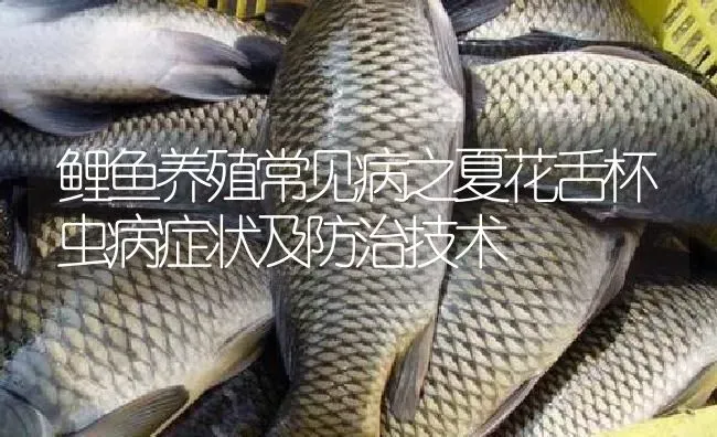 鲤鱼养殖常见病之夏花舌杯虫病症状及防治技术 | 淡水养殖
