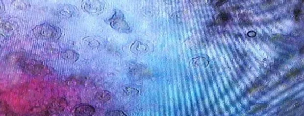 “麦黄瘟”来袭，养鱼户朋友，你做好准备了吗？