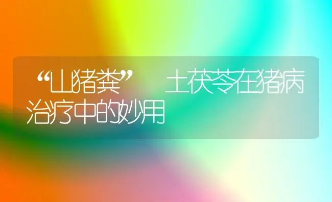 “山猪粪” 土茯苓在猪病治疗中的妙用 | 家畜养殖