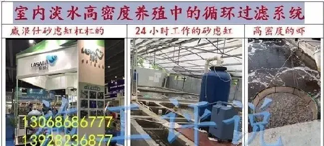 为什么最近养殖水体亚硝酸盐特别容易升高？