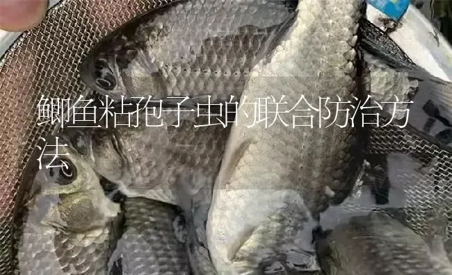 鲫鱼粘孢子虫的联合防治方法 | 淡水养殖