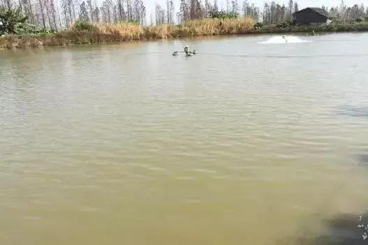 比净水更进一步：持久处理鳜鱼池塘浑浊水