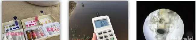 最高卖价可达90元/斤的青虾，当年苗2-3个月可养成！育苗技术掌握了吗？