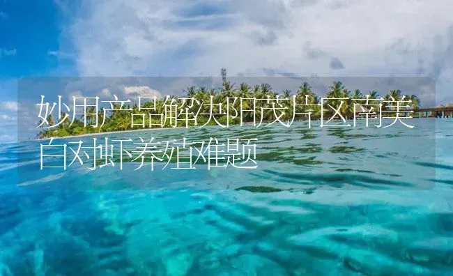 妙用产品解决阳茂片区南美白对虾养殖难题 | 海水养殖