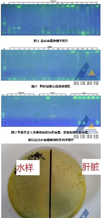 [每周一例]沙虾感染白斑病毒及弧菌，杀虫后加重死亡