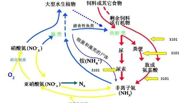 阴雨天有些水产养殖户为什么能保持较高投喂量
