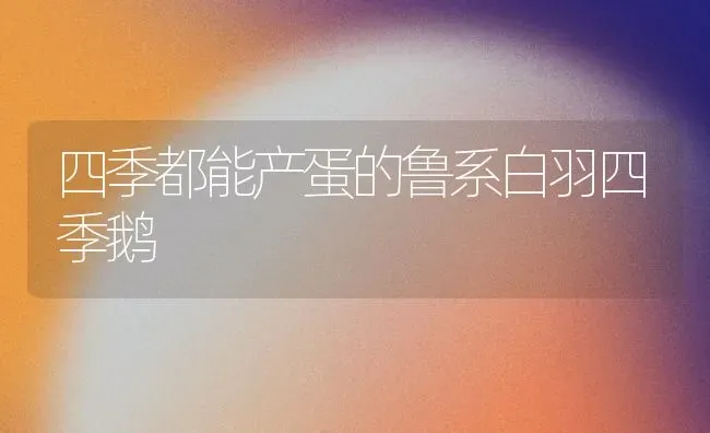 四季都能产蛋的鲁系白羽四季鹅 | 家禽养殖