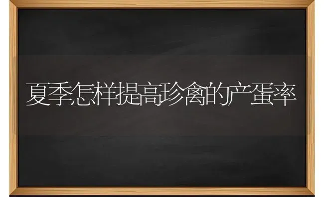 夏季怎样提高珍禽的产蛋率 | 家禽养殖