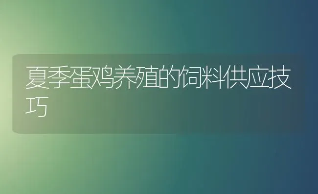 夏季蛋鸡养殖的饲料供应技巧 | 家禽养殖