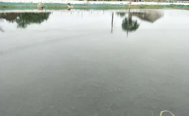 【技术分享】高温季节虾蟹养殖户如何保好伊乐藻