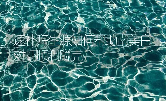 速补拜生源如何帮助南美白对虾顺利脱壳 | 海水养殖