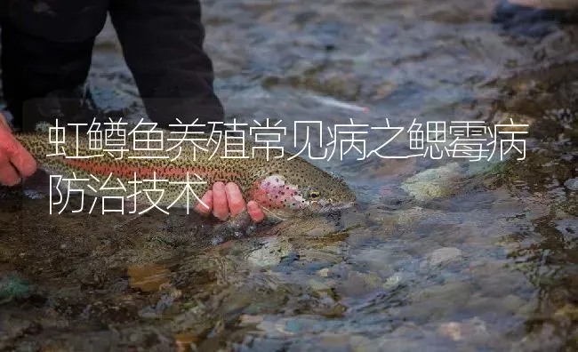 虹鳟鱼养殖常见病之鳃霉病防治技术 | 淡水养殖