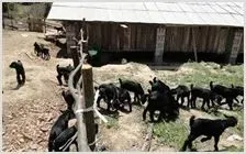 山羊的养殖要点 | 动物养殖技术