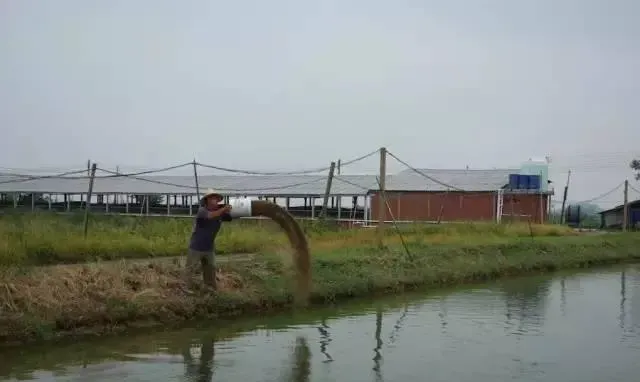 好行情催生鲮鱼养殖热！这样养的养殖户能赚钱