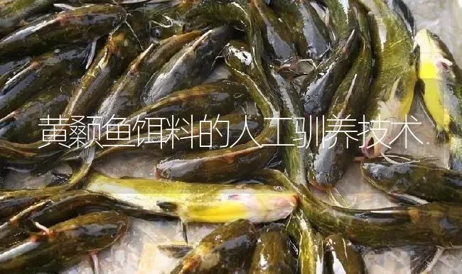 黄颡鱼饵料的人工驯养技术 | 淡水养殖