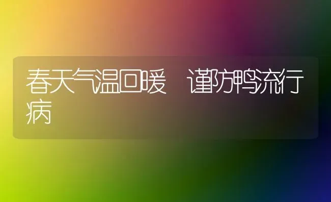 春天气温回暖 谨防鸭流行病 | 家禽养殖