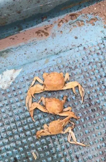 河蟹一壳期间我们怎么做