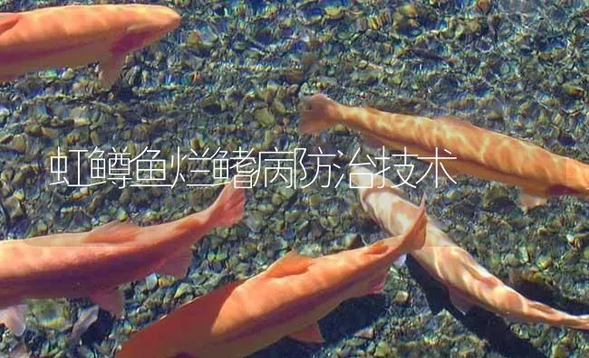 虹鳟鱼烂鳍病防治技术 | 淡水养殖