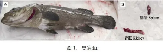 鱼病知识--细胞肿大虹彩病毒简介