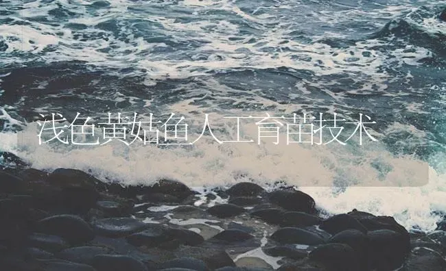 浅色黄姑鱼人工育苗技术 | 淡水养殖