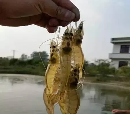 外塘养殖南美白对虾同样成功赚大钱的秘诀是什么