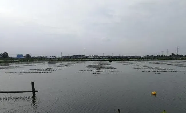 河蟹池塘伊乐藻的养护