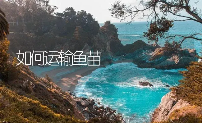 如何运输鱼苗 | 淡水养殖