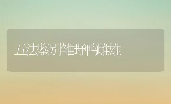 五法鉴别雏野鸭雌雄 | 家禽养殖