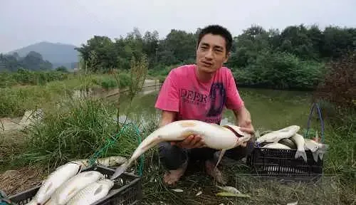 夏季暴雨天后池塘水质调节及鱼病防治方法