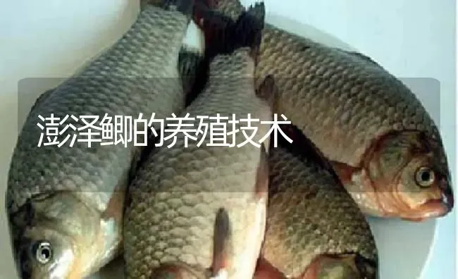 澎泽鲫的养殖技术 | 淡水养殖