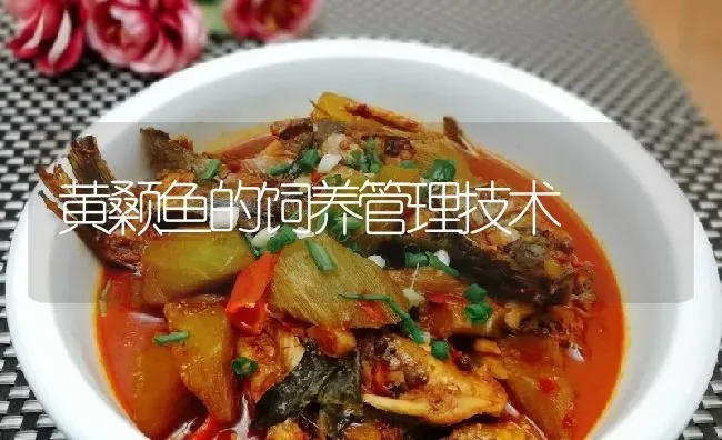 黄颡鱼的饲养管理技术 | 淡水养殖