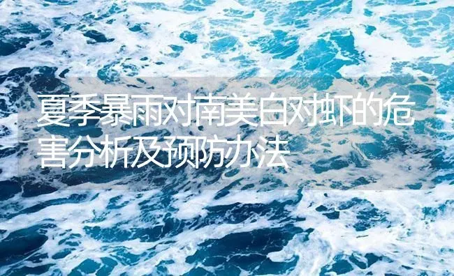 夏季暴雨对南美白对虾的危害分析及预防办法 | 海水养殖