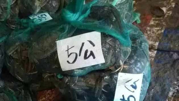 老司机教你如何有效养殖大规格大闸蟹