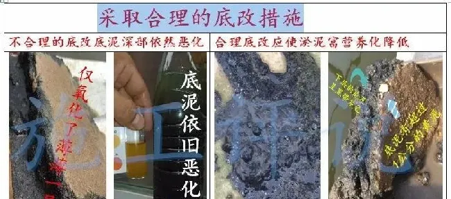 为什么最近养殖水体亚硝酸盐特别容易升高？