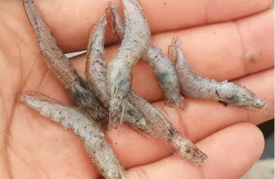 雨季要留意强降雨引起对虾应激的处理方法