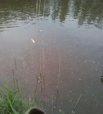 彻底解决草鱼“黑头病” 水质底质体质同时抓