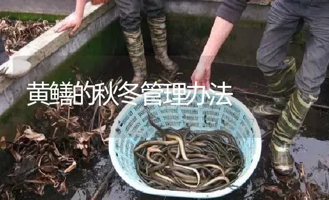 黄鳝的秋冬管理办法 | 淡水养殖