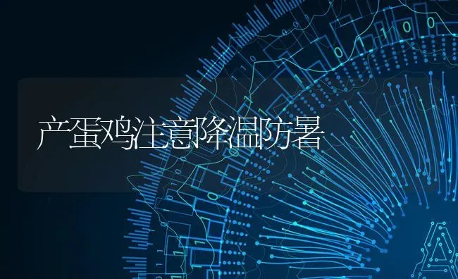产蛋鸡注意降温防暑 | 家禽养殖