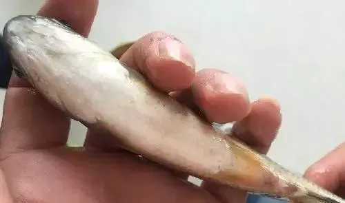 彻底解决草鱼“黑头病” 水质底质体质同时抓