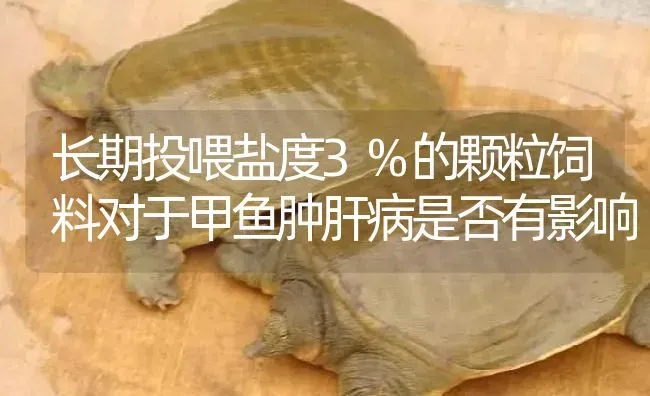 长期投喂盐度3%的颗粒饲料对于甲鱼肿肝病是否有影响 | 淡水养殖