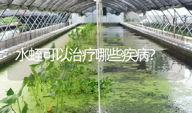 水蛭可以治疗哪些疾病？ | 特种养殖