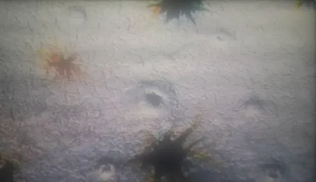南美白对虾肝萎缩空肠胃的处理方法